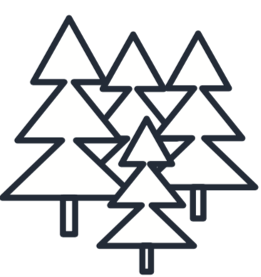 pine trees